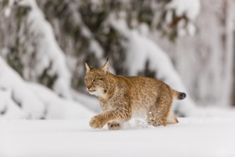 One young male Eurasian lynx, (Lynx lynx), walking over a deep snow covered meadow with a forest in