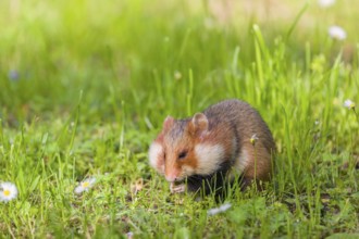 A European hamster (Cricetus cricetus), Eurasian hamster, black-bellied hamster or common hamster,
