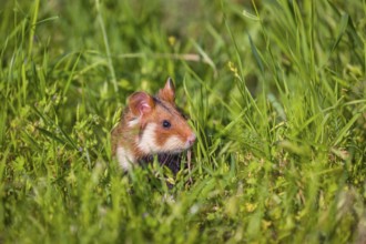 A European hamster (Cricetus cricetus), Eurasian hamster, black-bellied hamster or common hamster,