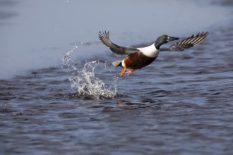 Northern Shoveler (Anas clypeata), male duck taking off in flight from lake, in display flight,