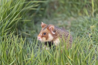One European hamster (Cricetus cricetus), Eurasian hamster, black-bellied hamster or common