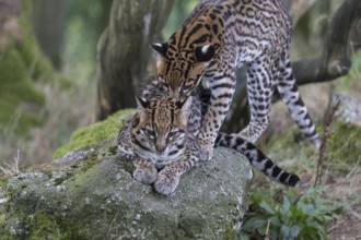 Ocelot couple, Leopardus pardalis, mating on a rock with some green vegetation
