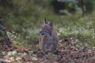 One young Eurasian lynx, (Lynx lynx), walking thru a forest. Green vegetation around him