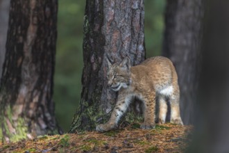 One young Eurasian lynx, (Lynx lynx), walking thru a forest. Green vegetation around him