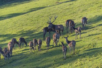 A herd of red deer (Cervus elaphus) standing on a meadow
