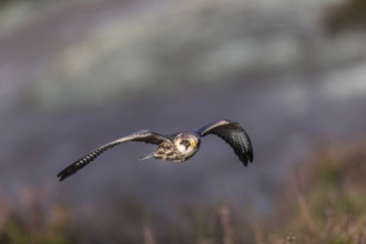 One female red-footed falcon (Falco vespertinus) flying at the edge of a forest. Green vegetation
