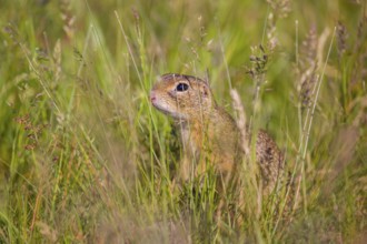 A European ground squirrel (Spermophilus citellus) or European souslik sits in tall green grass