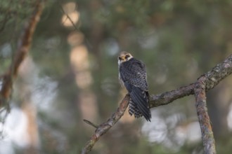One female red-footed falcon (Falco vespertinus) sitting on a twig of a tree in a forest. Green