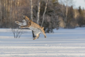 One young male Eurasian lynx, (Lynx lynx), jumping on a snow covered meadow with a forest in the