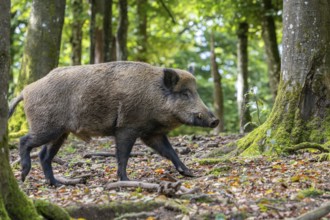 Wild boar (Sus scrofa), boar, Vulkaneifel, Rhineland-Palatinate, Germany, Europe