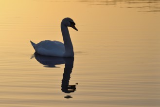 Mute swan (Cygnus olor), at sunset, subsidence area, Bottrop, Ruhr area, North Rhine-Westphalia,
