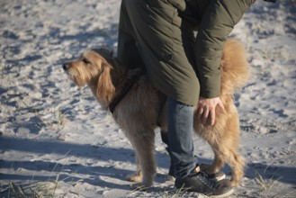 Dog and person walking on a sandy beach, Prerow, Mecklenburg-Vorpommern, Germany, Europe