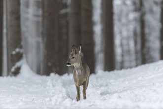 One young male Roe Deer, Roe buck (Capreolus capreolus), walking through a forest in deep snow.