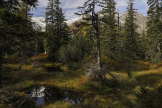 View of an autumnal virgin forest with small ponds, dead trees and heather. Hohe Tauern NP, Kolm