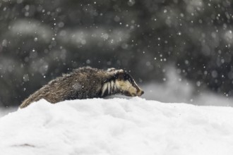 One young European badger (Meles meles) walking through deep snow during snow fall