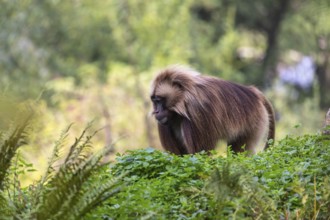 One adult male Gelada (Theropithecus gelada), or bleeding-heart monkey walking through riverine