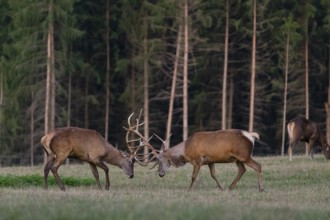 Two Altai maral stags, Altai wapiti or Altai elk (Cervus canadensis sibiricus) fighting each other