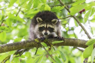 Raccoon (Procyon lotor), young cub in a cherry tree, looking alert, Hesse, Germany, Europe