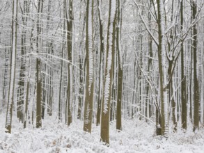 Beech woodland (Fagus sylvatica), trees and undergrowth covered in hoarfrost and snow in winter,
