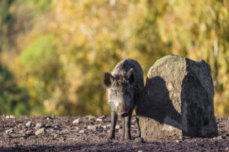 A wild boar or wild pig (Sus scrofa), scratches himself at a big stone. In the background you can