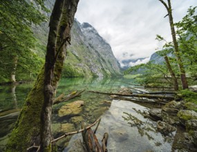 Untouched nature on the shore of the Obersee, tree trunks in the water, low-hanging clouds,