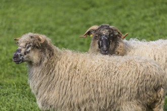 Two Valachian Sheep (Native Wallachian sheep), standing on a green meadow