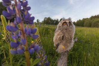 One young long-eared owl (Asio otus), sitting on a branch that is lying in a field of flowering