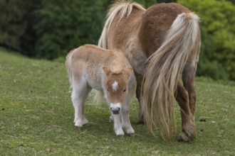 Falabella mare and foal, The Falabella (Equus ferus caballus) is the smallest horse at all
