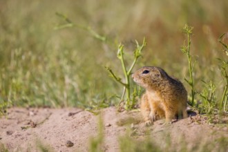 A European ground squirrel (Spermophilus citellus) or European souslik sits in front of its den