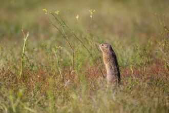 A European ground squirrel (Spermophilus citellus) or European souslik stands erected in tall green