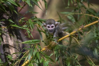 One baby Central American squirrel monkey, Saimiri oerstedii, climbing through bushes. Green