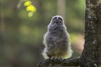 One young long-eared owl (Asio otus), sitting on a branch of a tree. Green vegetation in the