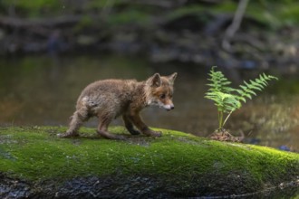 One young red fox, Vulpes vulpes, walking over a mossy rock in a shallow forest creek in late light