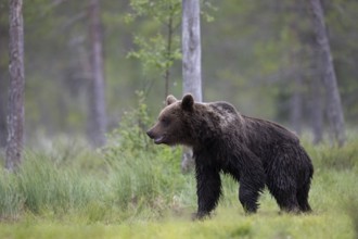 Brown bear (Ursus arctos) in the Finnish taiga, Kuusamo, Finland, Europe