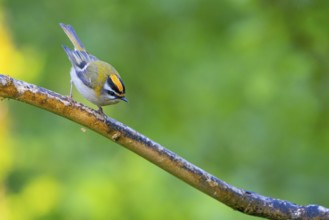 Goldcrest, Regulus ignicapillus, Luce, Mountain area, Luce, Styria, Slovenia, Europe
