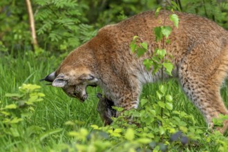 Eurasian lynx (Lynx lynx) killing prey in thicket at forest's edge