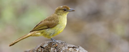 Yellow-bellied greenbul (Chlorocichla flaviventris), Mkuze Game Reserve, Mkuze, KwaZulu-Natal,