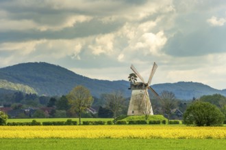 Windmill with rape fields Veltheim Porta Westfalica Germany