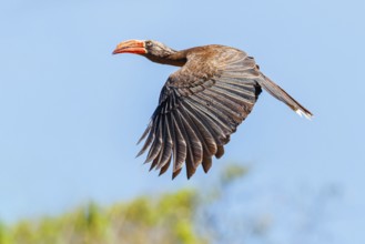 Crowned Hornbill, (Lophoceros alboterminatus), Syn: Tockus alboterminatus, iSimangaliso Wetland