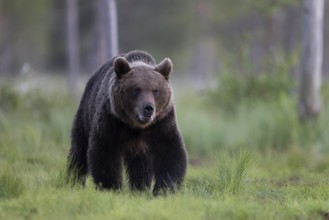 Brown bear (Ursus arctos) in the Finnish taiga, Kuusamo, Finland, Europe