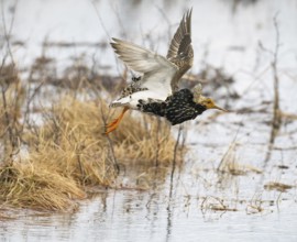 Ruff (Calidris pugnax) male in breeding plumage, flying away from lek, Pokka, Finnish Lapland