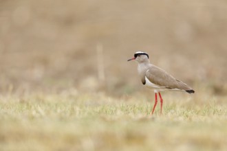 Crowned Lapwing, (Vanellus coronatu), Wakkerstrom surroundings, Wakkerstrom, Mpumalanga, South