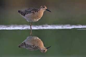 Ruff (Philomachus pugnax), female, Narew, Bialystok, Podlasie, Poland, Europe