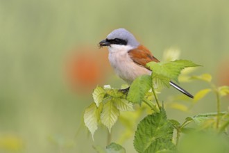 Red-backed shrike, red-backed shrike, thorn-backed shrike, family of shrikes, (Lanius collurio),