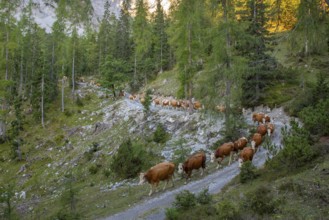 Alpine cattle drive in autumn through the Stallental, from the Eng-Alm through the Karwendel