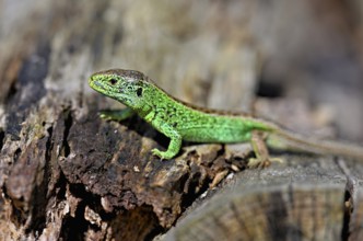 Sand lizard (Lacerta agilis), male in mating plumage, on woodpile, Switzerland, Europe