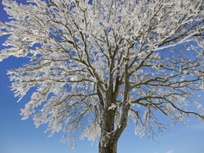 Tree in hoarfrost, Schlatt, Canton Lucerne, Switzerland, Europe