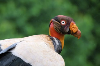 King vulture (Sarcoramphus papa) portrait, Costa Rica, Central America