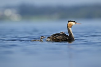 Great Crested Grebe (Podiceps Scalloped ribbonfish), with chicks in plumage swimming in the water,