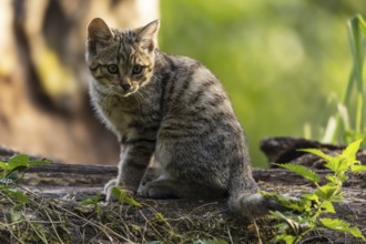 A kitten sits quietly on a tree trunk, surrounded by green nature and looks thoughtful, wildcat